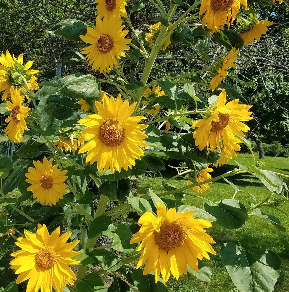 Meet your Posher, Tracey